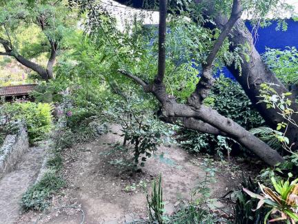 jardin 1