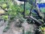 jardin 1